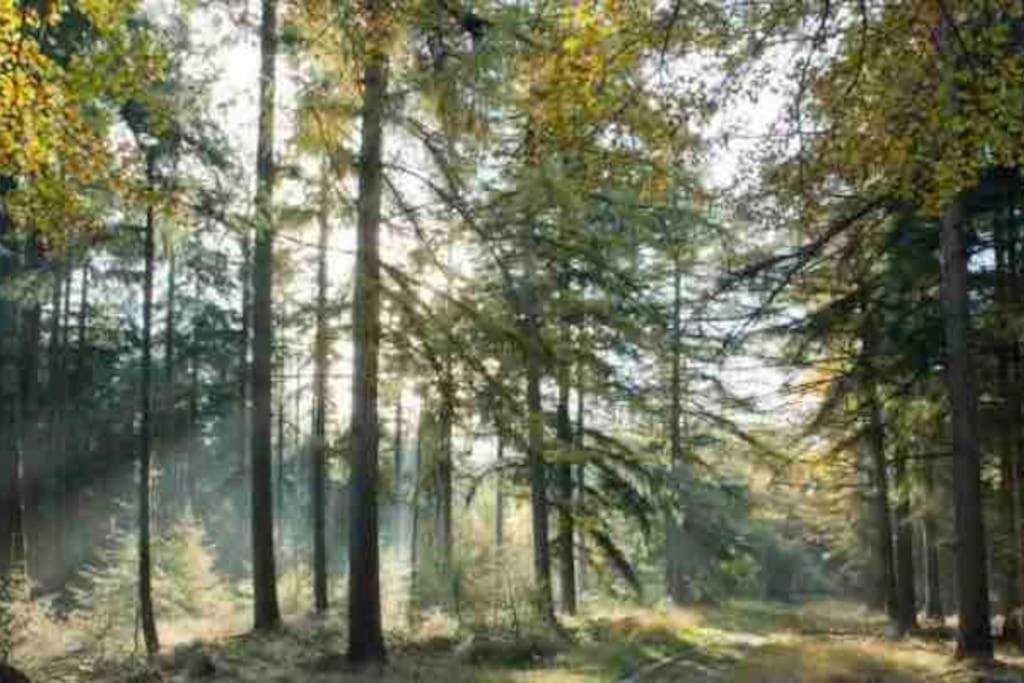 Chalet Midden In De Natuur! Anloo エクステリア 写真